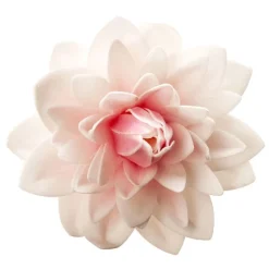 Dahlia rose géant azyme