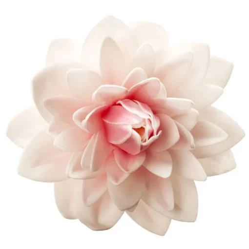 Dahlia rose géant azyme