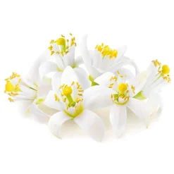 Extrait de fleur d'oranger 50 ml