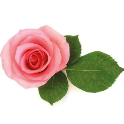Extrait de rose 5% 50 ml
