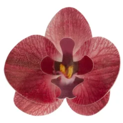 Orchidées rouges azyme (x10)